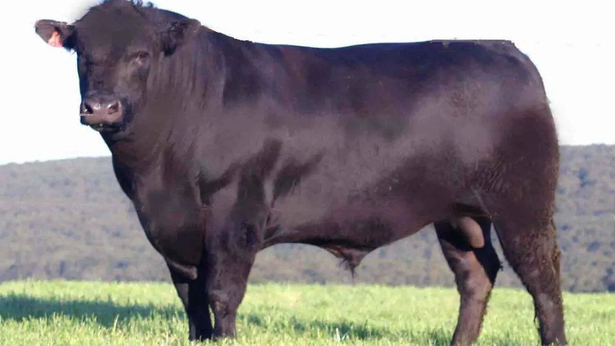 Sementales Ganaderos