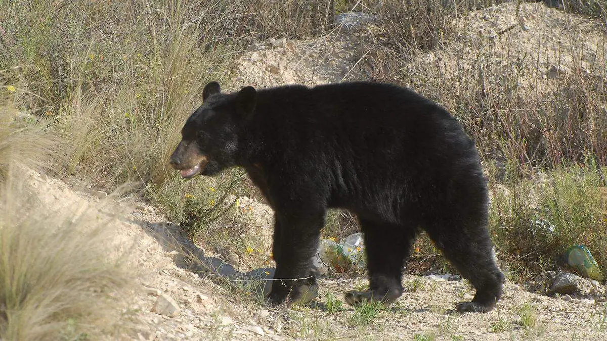 28 Alertan por manada de osos en ejido de Saltillo