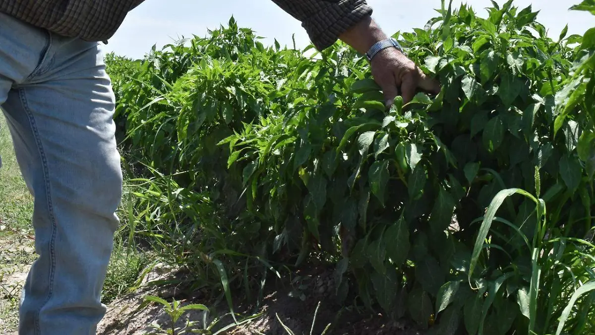15 COBIAN 3 PREOCUPANTE SITUACIÓN DEL CAMPO EN COAHUILA JLFM