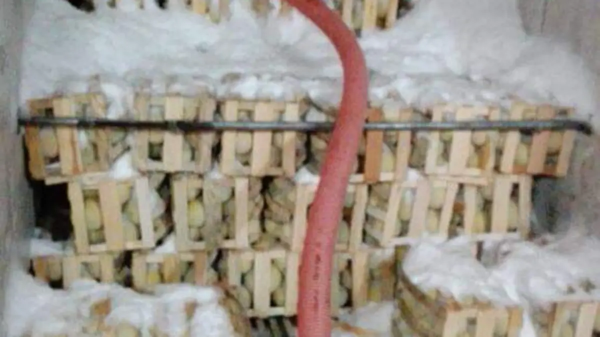 09 Melones de San Pedro se comercializan en México1