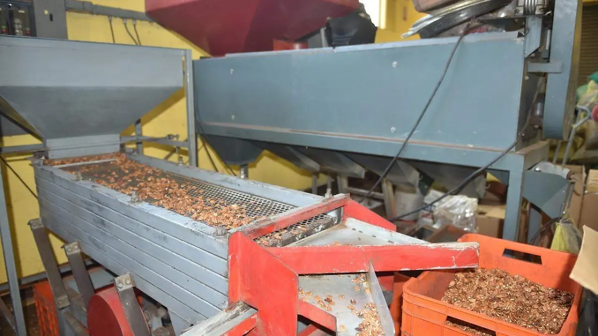 17 SOLIS Producción de nuez sigue creciendo en Coahuila