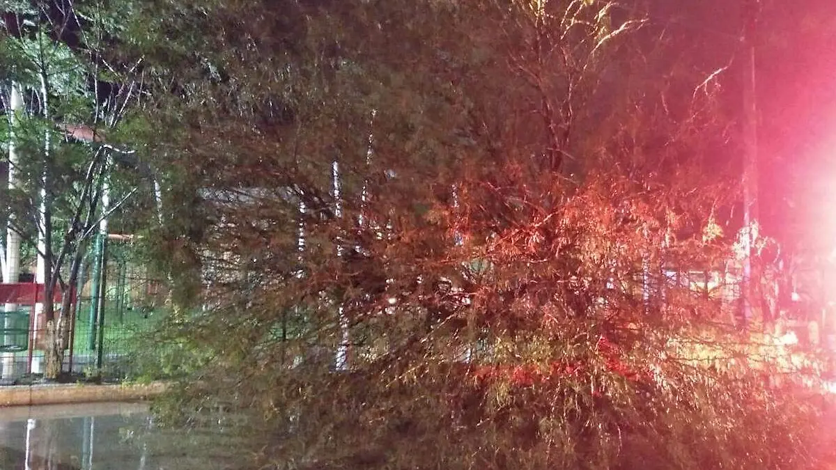 Cae árbol en la colonia Fidel Velázquez