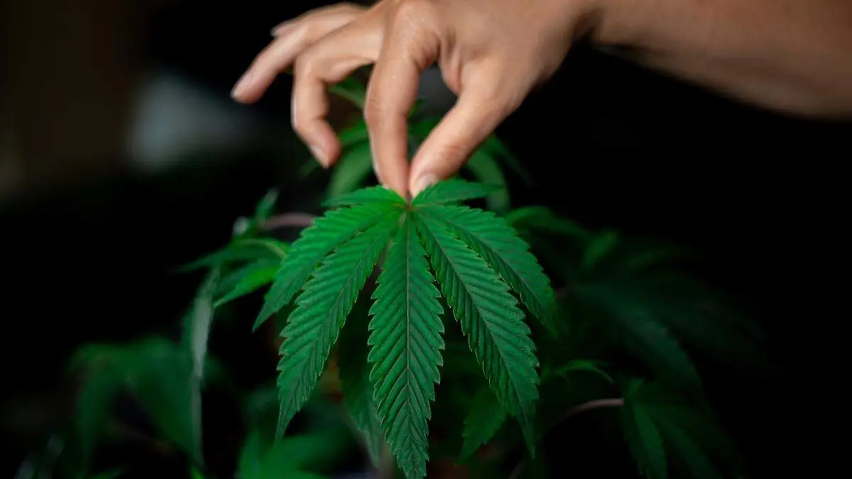marihuana