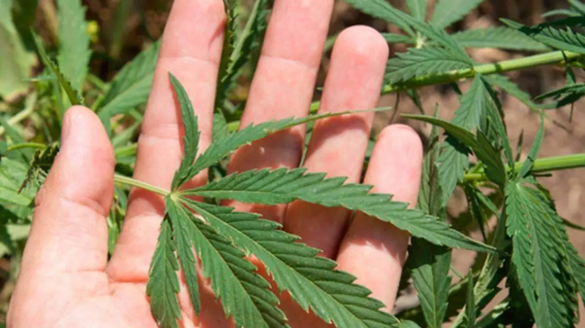 03 Crecen solicitudes para uso recreativo de mariguana en Coahuila