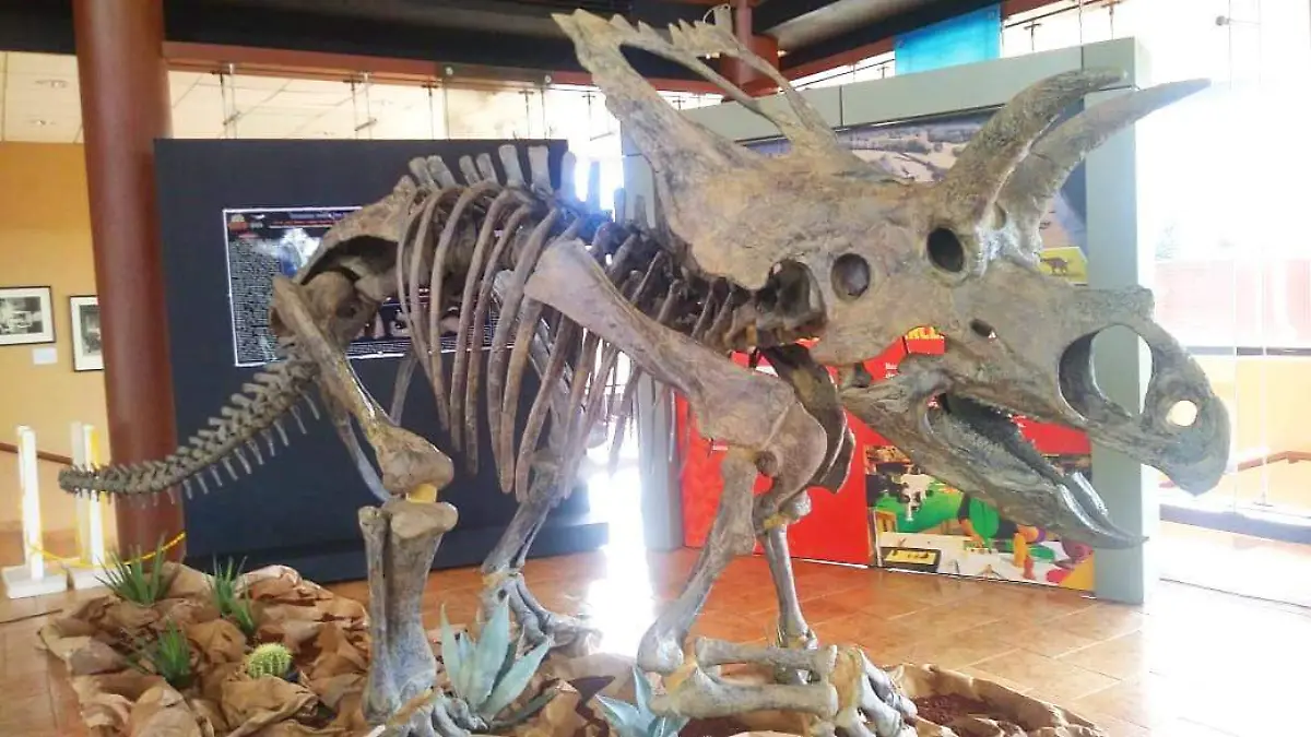 j09 Coahuilaceratops magnacuerna