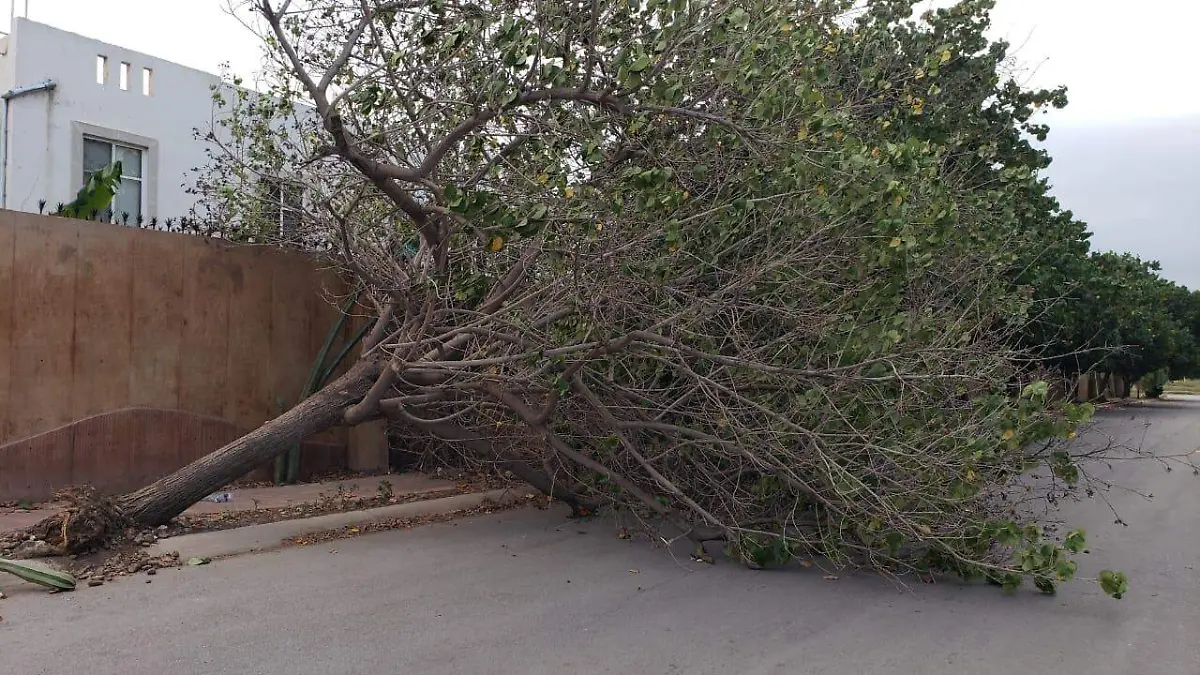 03 Aprieta el frío en La Laguna