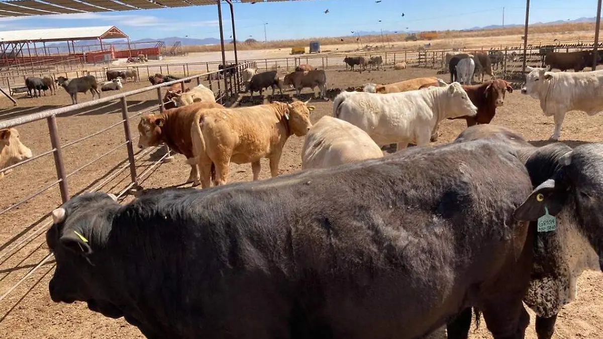 Ganadería y Agricultura, severamente golpeados por los apagones de la CFE