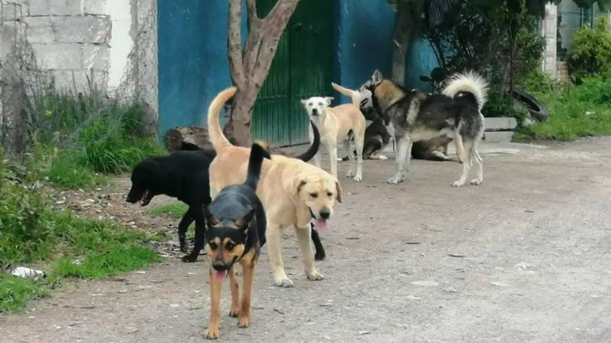 perros-callejeros