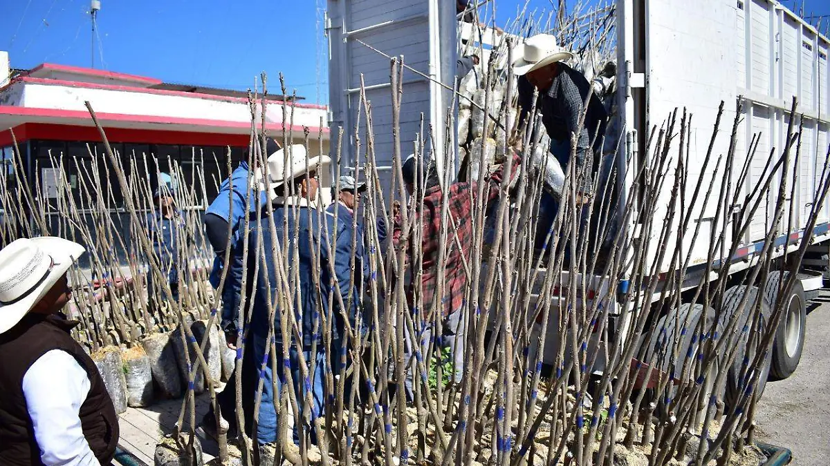 47 SOLIS Entregan material vegetativo a productores laguneros1