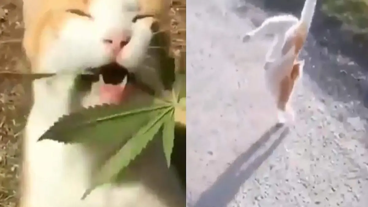 gato