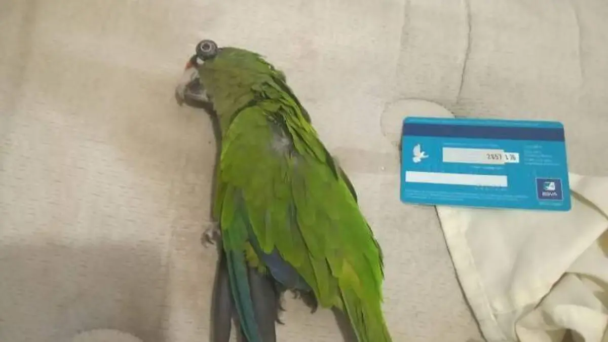 perico muerto