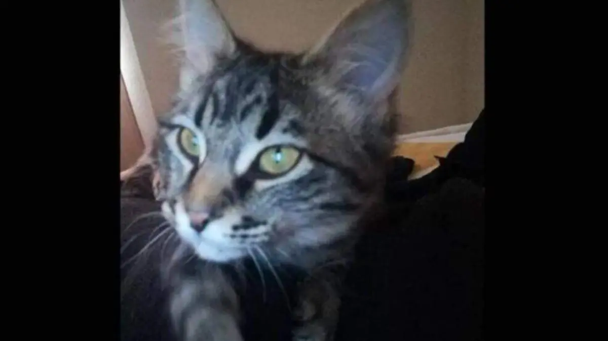 Gatita