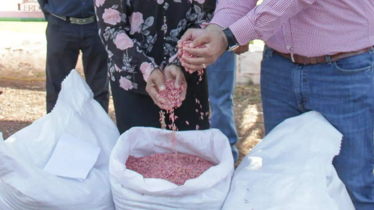 Suplementación Alimentos