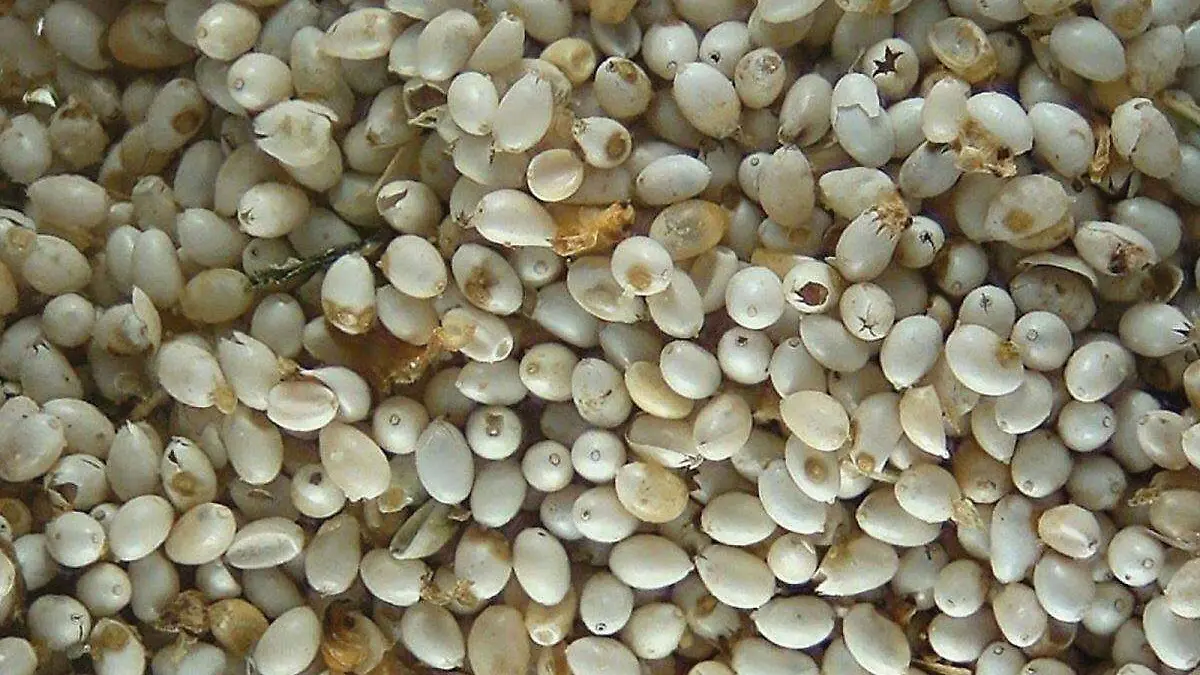 ahuautle-huevos-de-mosco-mexico-desconocidos