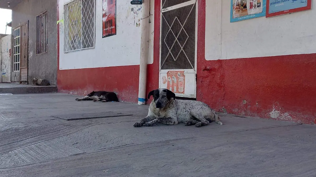 CESAR 2