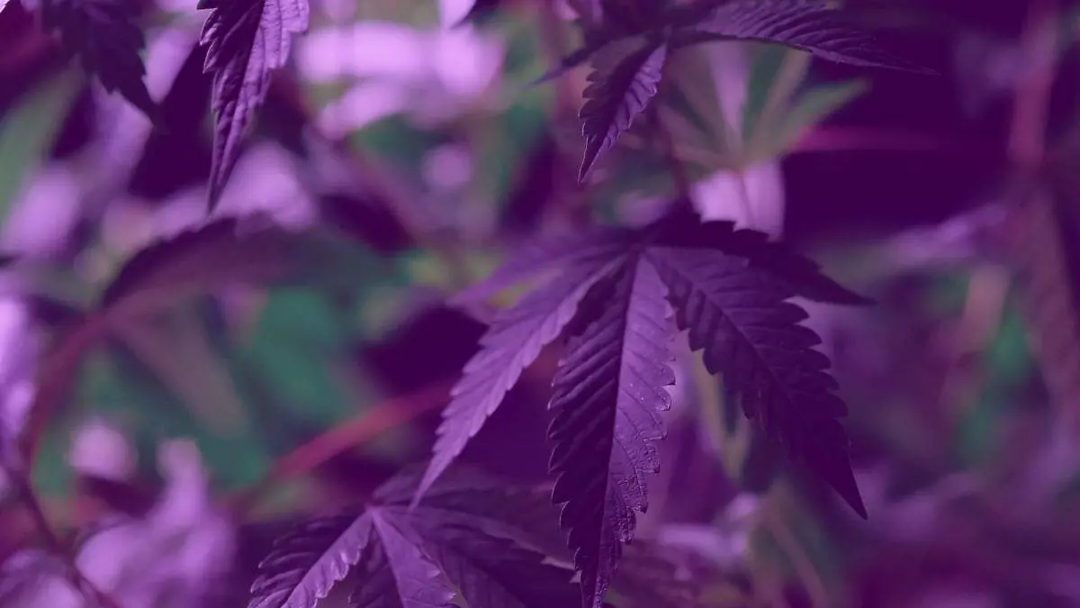 marihuana-morada