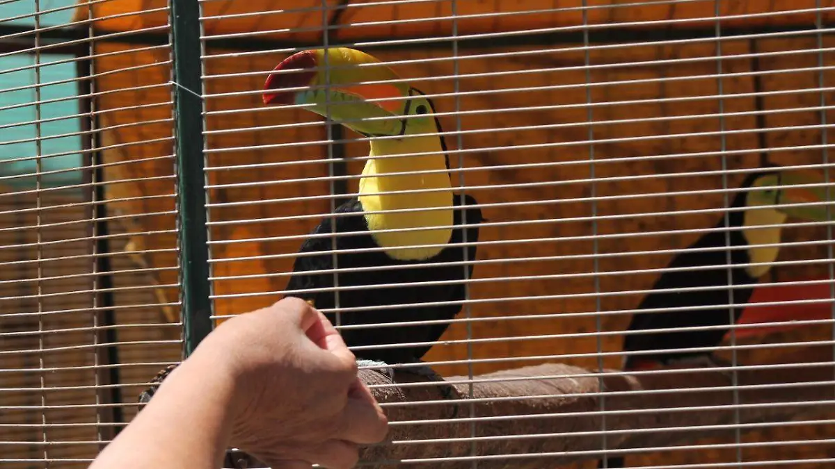 Tucán