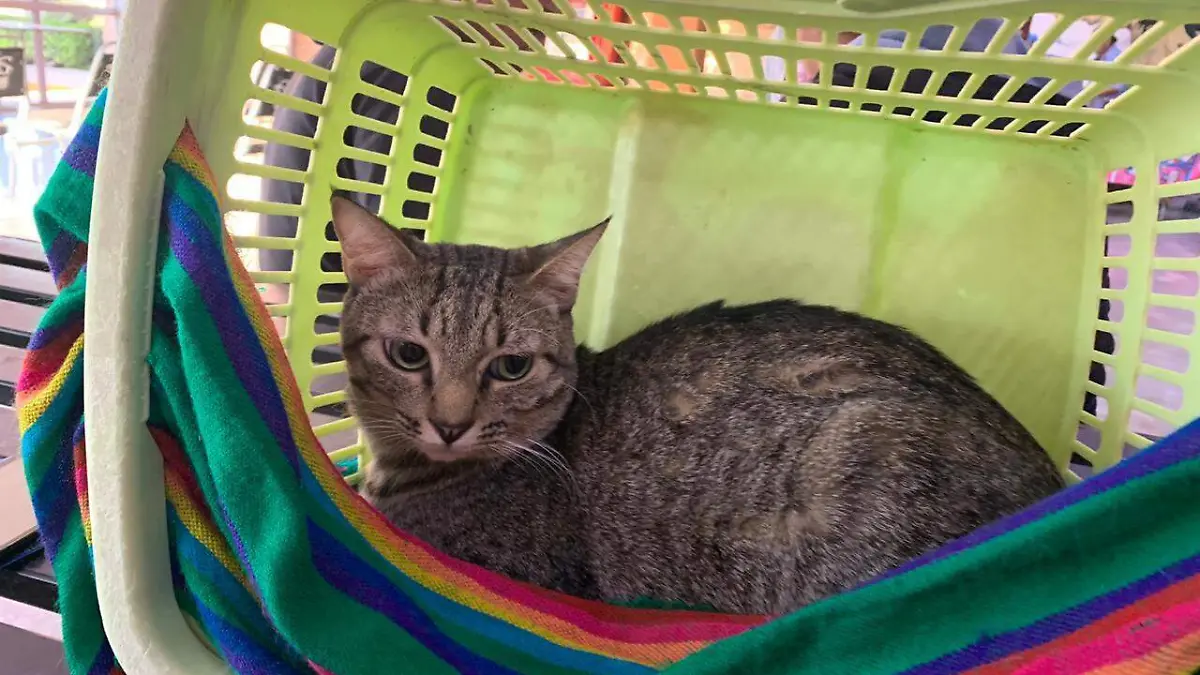 13 Arranca Expo Felina1