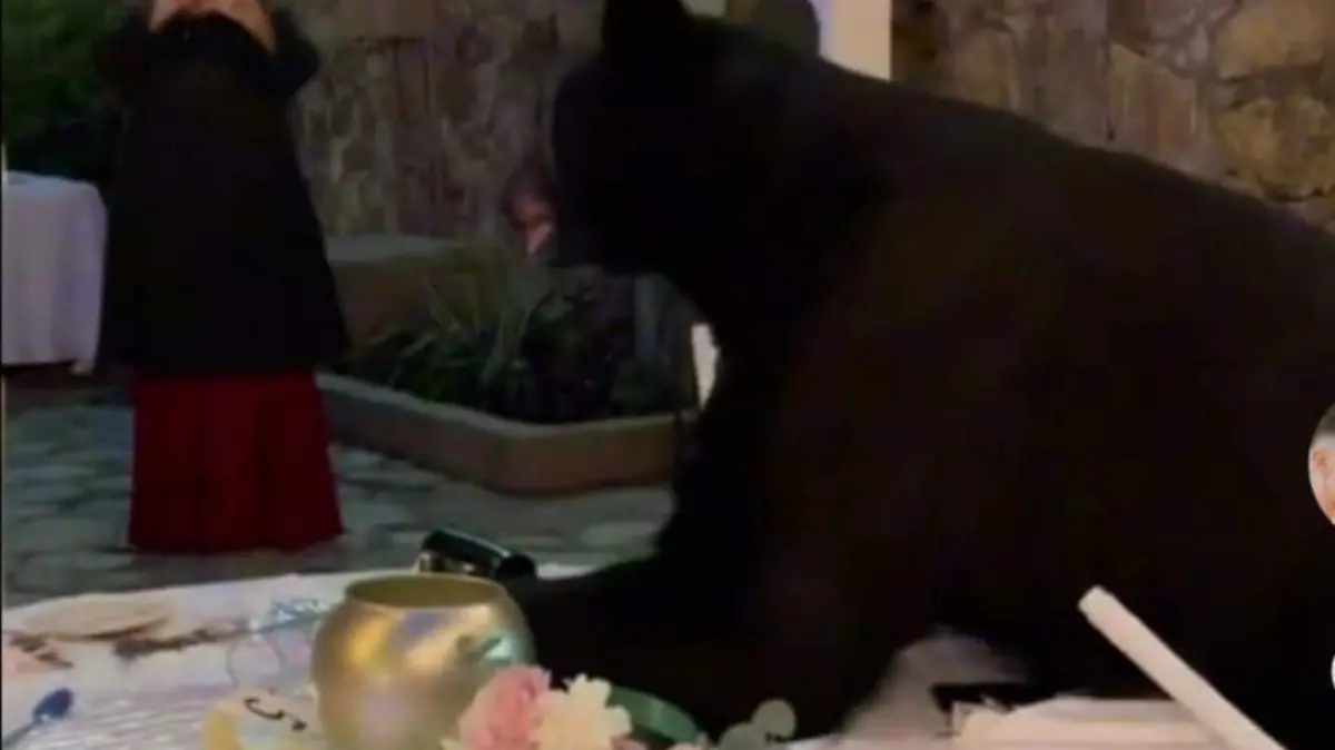 Oso negro