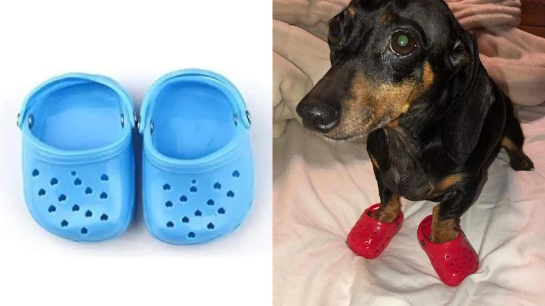 crocs-para-perros