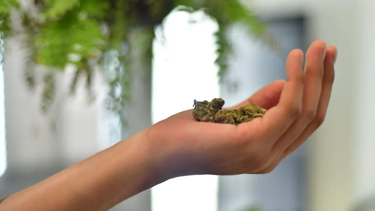 Mariguana 