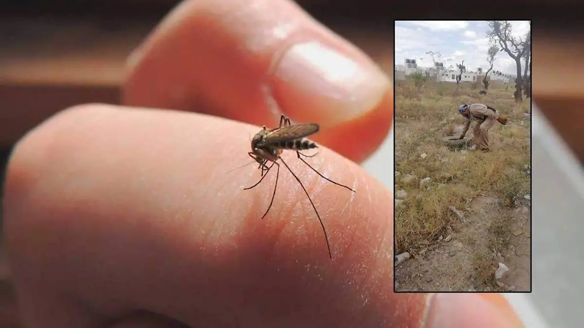 Dengue