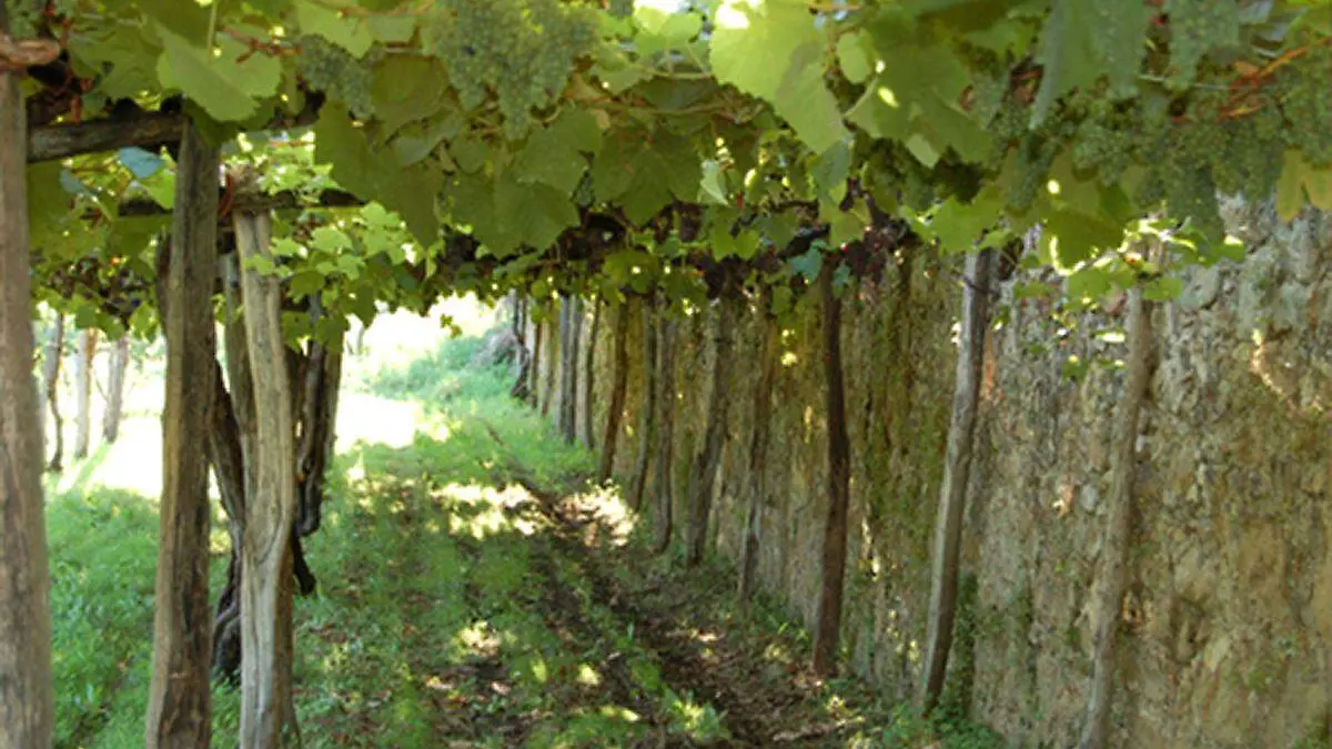 ruta del vino