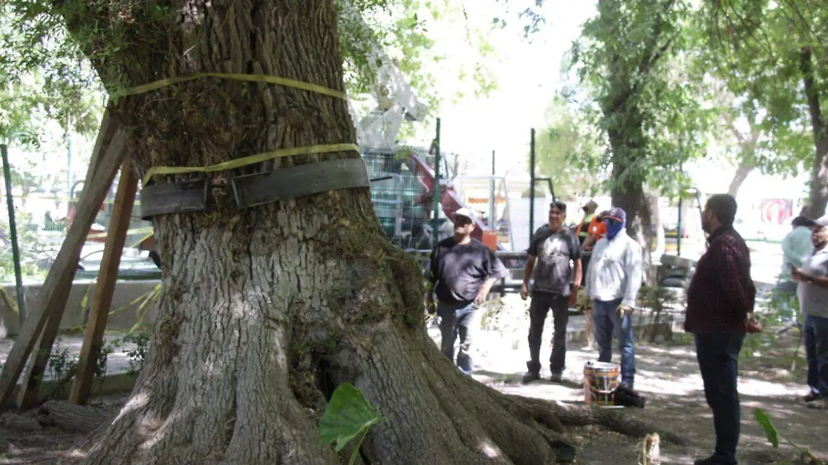 árbol caído