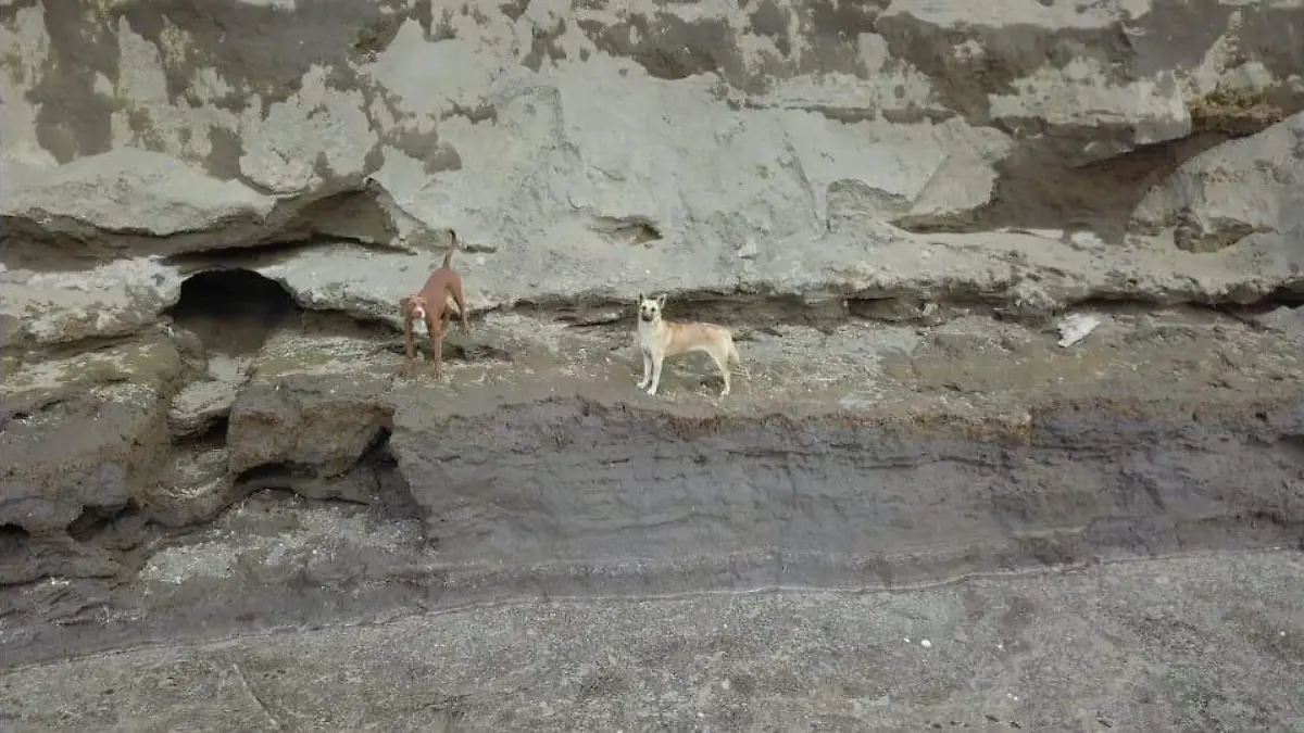 Perritos en Socavón