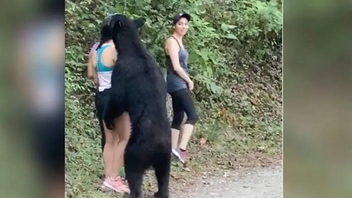 Oso negro