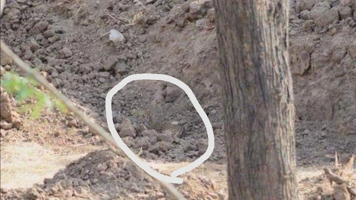 Encuentra al leopardo Challenge