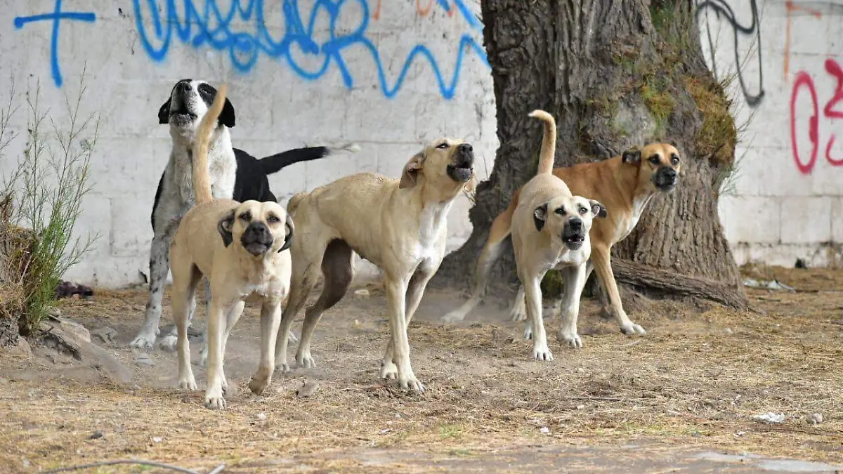 Jauría d eperros