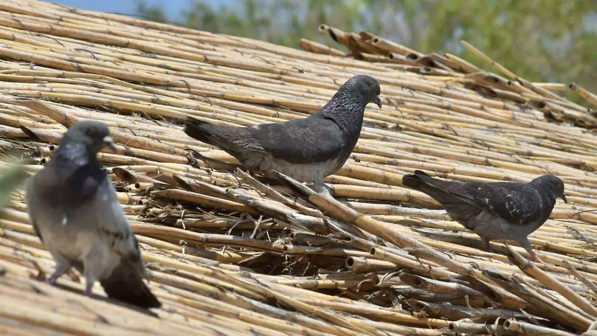 Palomas