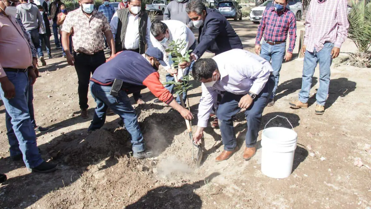 reforestación
