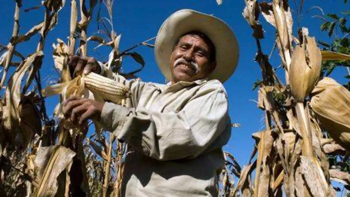 Campesino