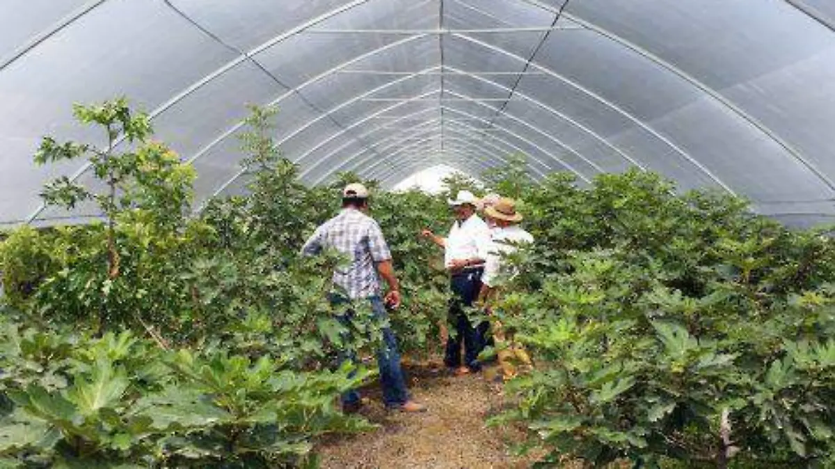 Alex-7-2-cerca-de-473x314