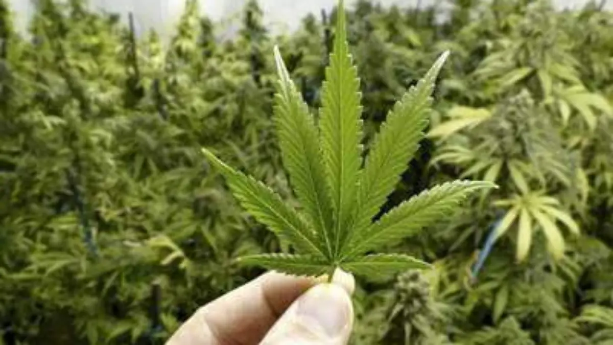 WhatsApp Image 2020-11-21 at 1.07.09 PM