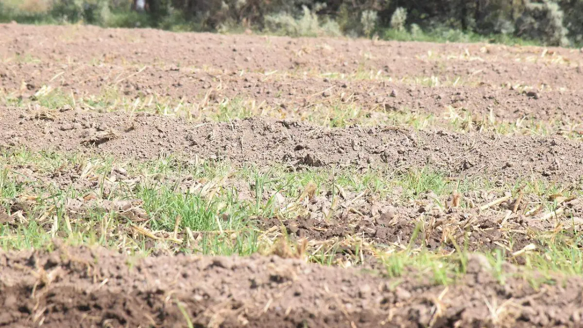 Ciclo Agrícola