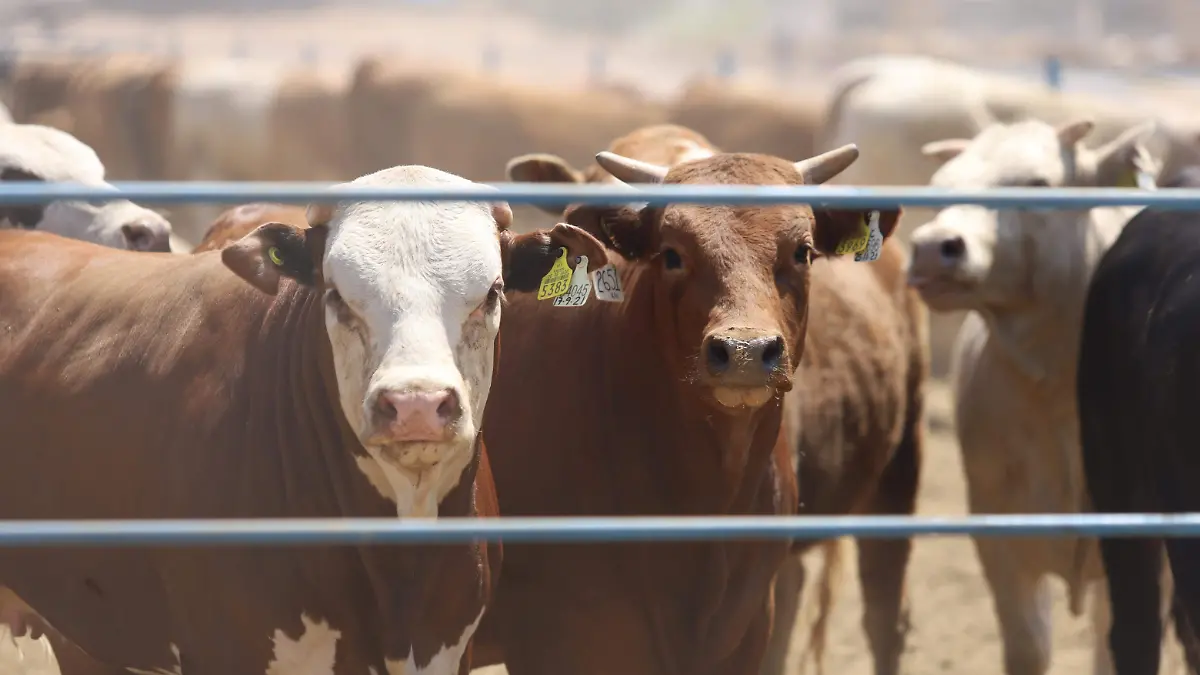 VACAS Y GANADO  (19)