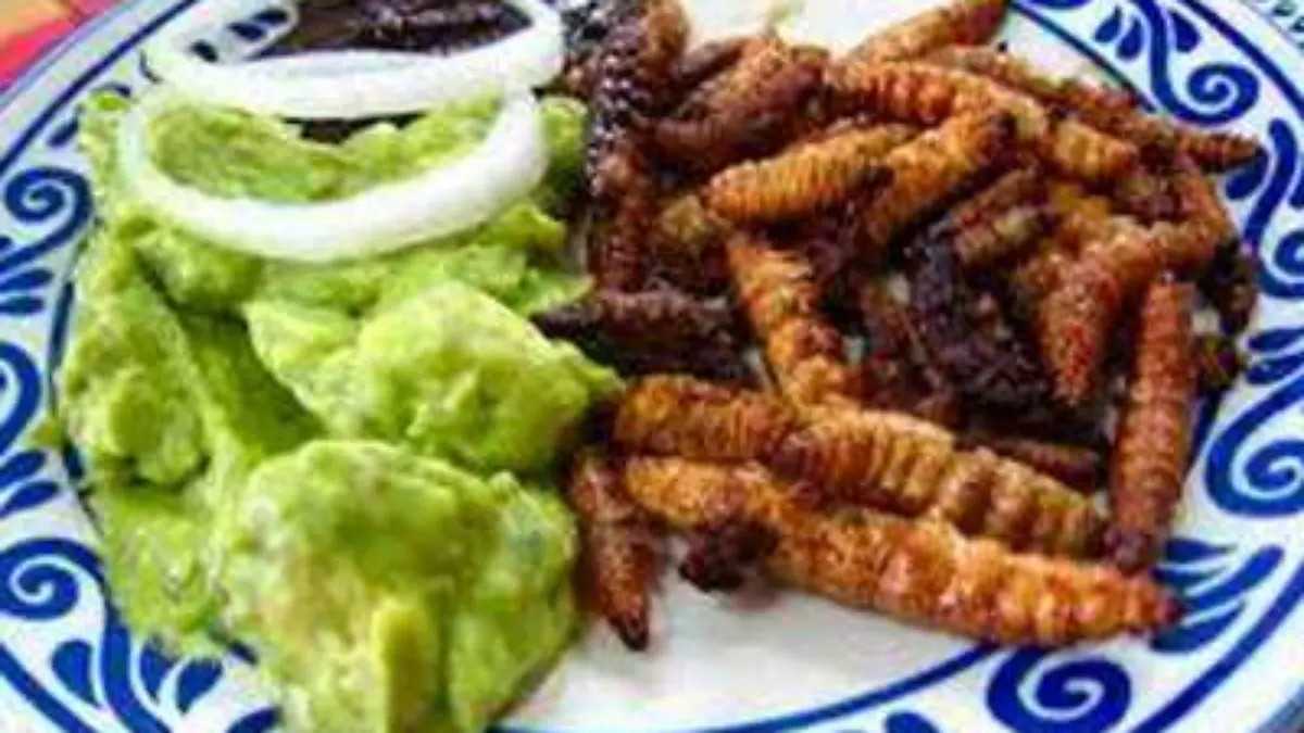 Gusanos Zapotitlan OEM