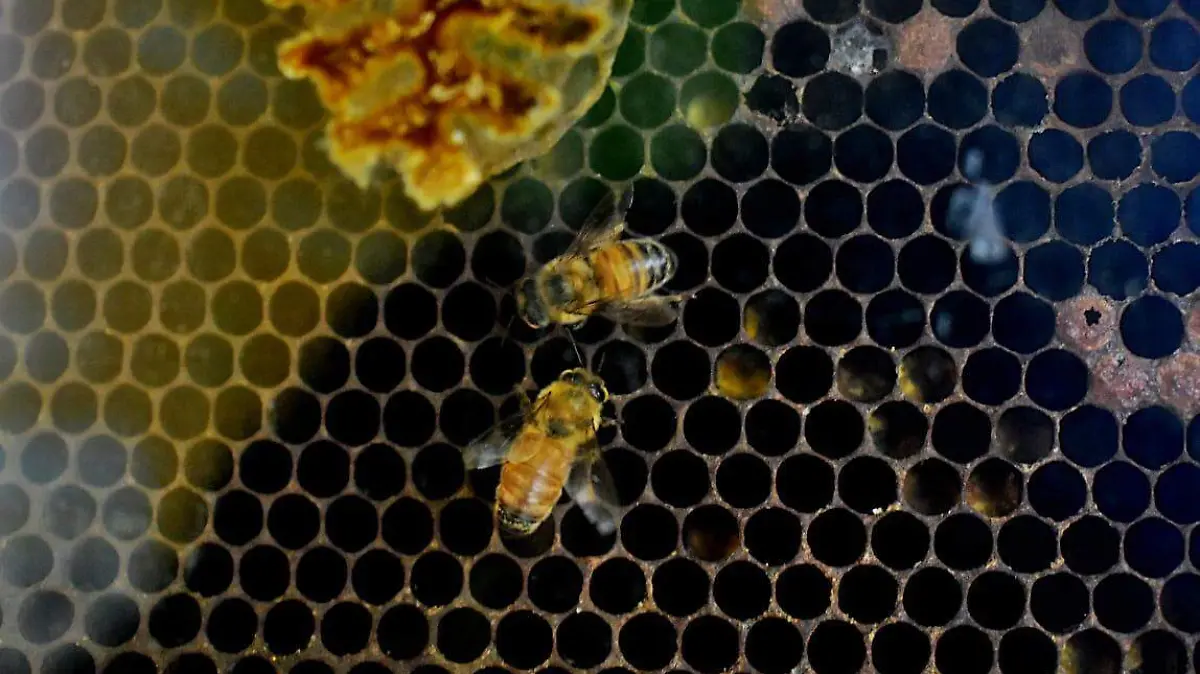 Panal de abeja