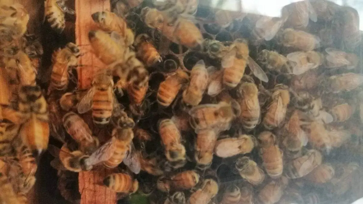 Abejas