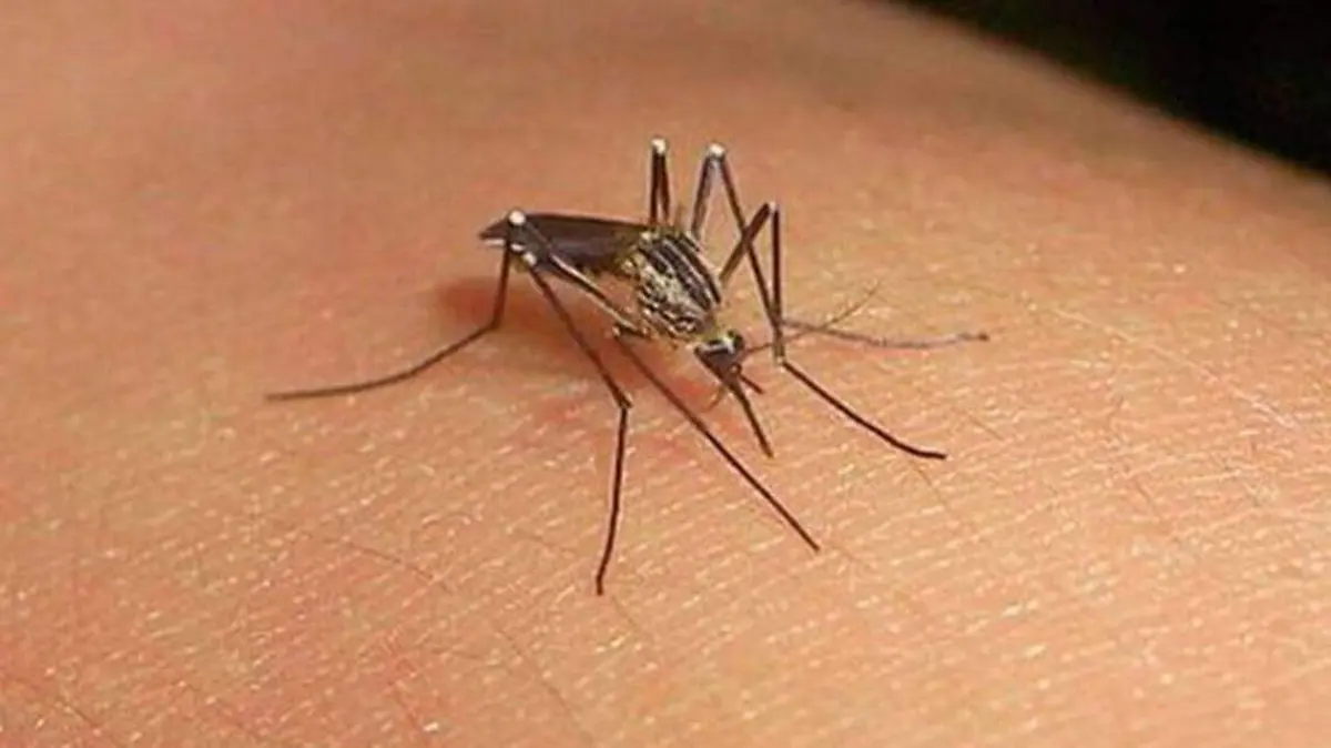03 Conoce los motivos por lo que eres un imán de mosquitos