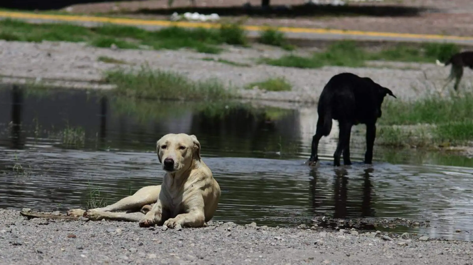 perros-callejeros