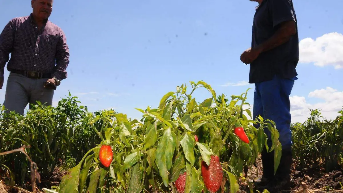 29 Atraviesan productores de chile difícil situación1