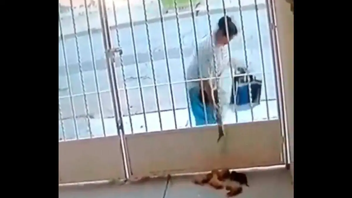 22 perritos abandonados