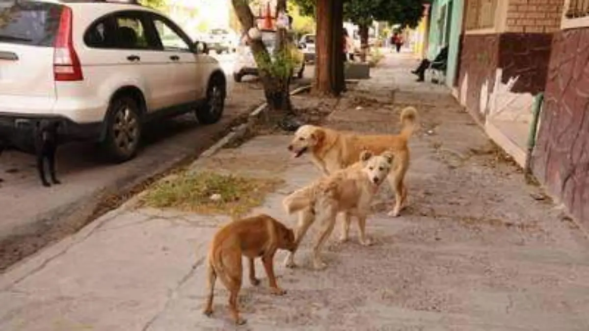 05 Asociaciones protectoras de animales se reúnen con regidora2