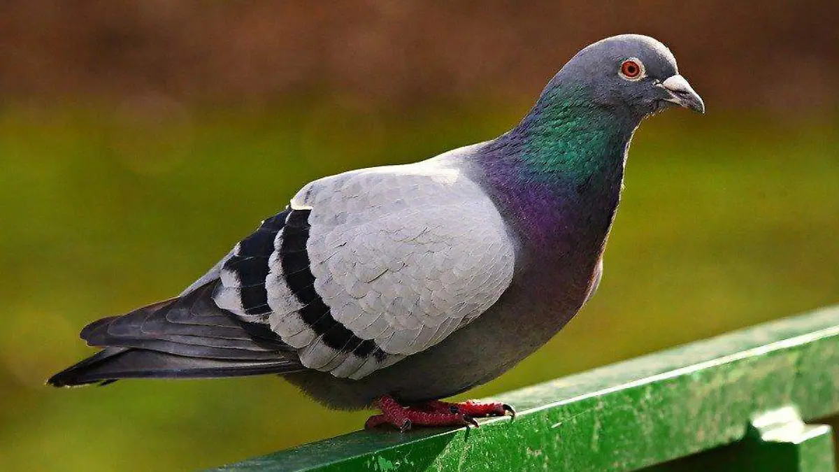 rock-dove-4884627_960_720