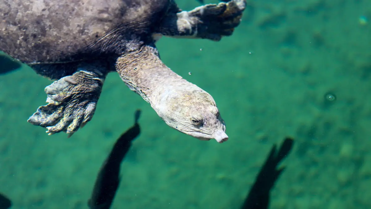 Tortuga en Cuatro Ciénegas
