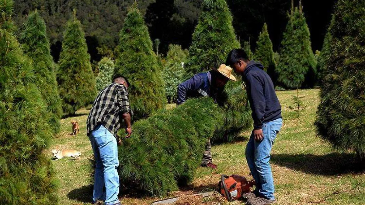 arboles-navidad-chiapas-efe3